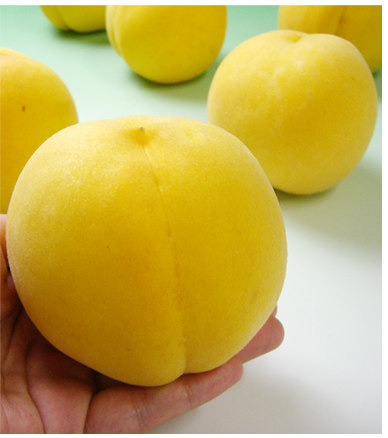 黄桃　桃の黄色い品種
